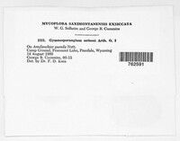 Gymnosporangium nelsonii image